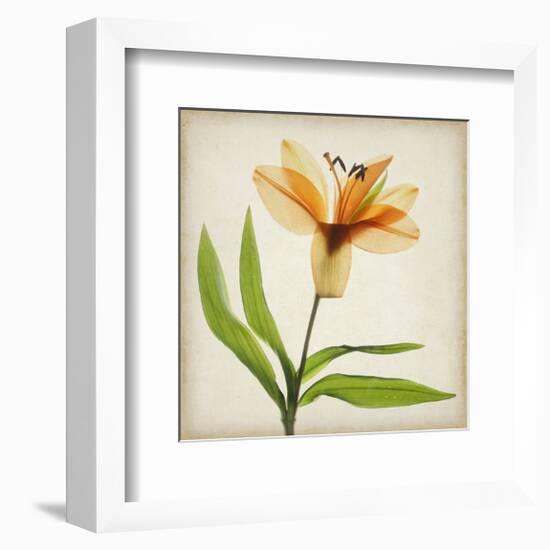 Bright Lily II-Judy Stalus-Framed Art Print