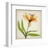 Bright Lily II-Judy Stalus-Framed Art Print