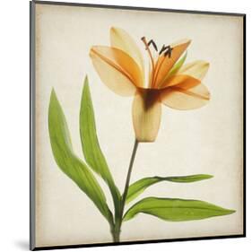 Bright Lily II-Judy Stalus-Mounted Art Print