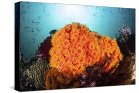 Bright Orange Cup Corals Grow on a Vibrant Reef in Indonesia-Stocktrek Images-Stretched Canvas