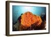 Bright Orange Cup Corals Grow on a Vibrant Reef in Indonesia-Stocktrek Images-Framed Photographic Print