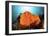 Bright Orange Cup Corals Grow on a Vibrant Reef in Indonesia-Stocktrek Images-Framed Photographic Print