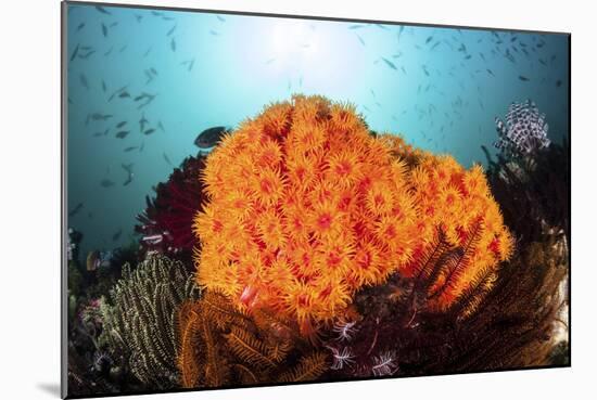 Bright Orange Cup Corals Grow on a Vibrant Reef in Indonesia-Stocktrek Images-Mounted Photographic Print