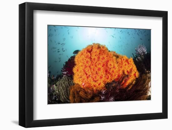 Bright Orange Cup Corals Grow on a Vibrant Reef in Indonesia-Stocktrek Images-Framed Photographic Print