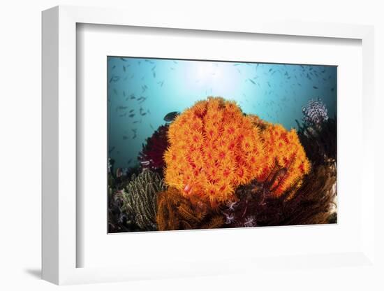 Bright Orange Cup Corals Grow on a Vibrant Reef in Indonesia-Stocktrek Images-Framed Photographic Print