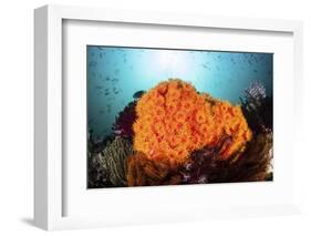 Bright Orange Cup Corals Grow on a Vibrant Reef in Indonesia-Stocktrek Images-Framed Photographic Print