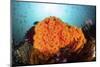Bright Orange Cup Corals Grow on a Vibrant Reef in Indonesia-Stocktrek Images-Mounted Photographic Print