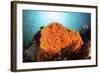 Bright Orange Cup Corals Grow on a Vibrant Reef in Indonesia-Stocktrek Images-Framed Photographic Print