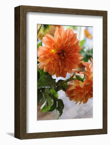 Bright orange flowers on display on kitchen table-Stacy Bass-Framed Photo