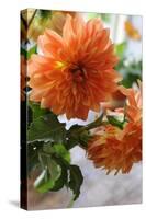 Bright orange flowers on display on kitchen table-Stacy Bass-Stretched Canvas