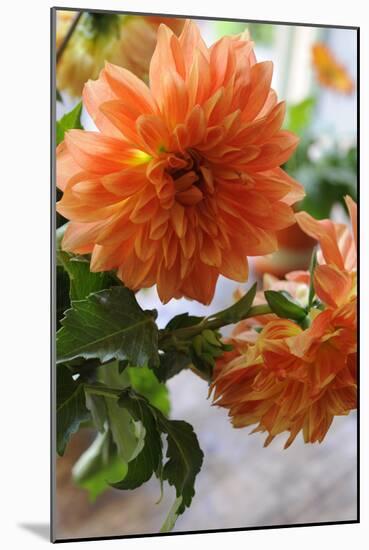 Bright orange flowers on display on kitchen table-Stacy Bass-Mounted Photo