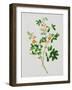 Bright Orange Flowers with Oval Green Leaves-null-Framed Giclee Print