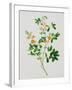 Bright Orange Flowers with Oval Green Leaves-null-Framed Giclee Print