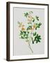 Bright Orange Flowers with Oval Green Leaves-null-Framed Giclee Print