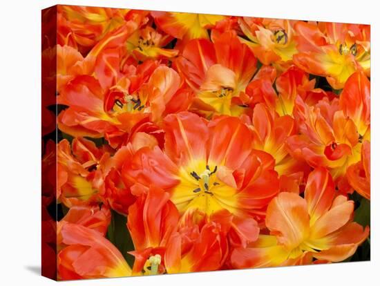 Bright Orange Tulips with their Blossoms Open.-Julianne Eggers-Stretched Canvas