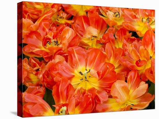Bright Orange Tulips with their Blossoms Open.-Julianne Eggers-Stretched Canvas