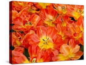 Bright Orange Tulips with their Blossoms Open.-Julianne Eggers-Stretched Canvas