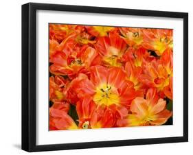 Bright Orange Tulips with their Blossoms Open.-Julianne Eggers-Framed Premium Photographic Print