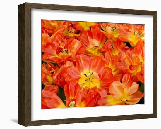 Bright Orange Tulips with their Blossoms Open.-Julianne Eggers-Framed Photographic Print