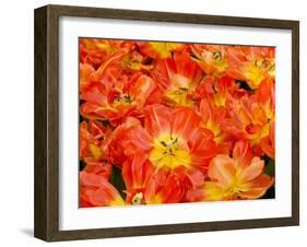 Bright Orange Tulips with their Blossoms Open.-Julianne Eggers-Framed Photographic Print