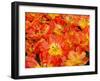 Bright Orange Tulips with their Blossoms Open.-Julianne Eggers-Framed Photographic Print