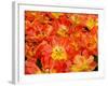 Bright Orange Tulips with their Blossoms Open.-Julianne Eggers-Framed Photographic Print