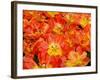 Bright Orange Tulips with their Blossoms Open.-Julianne Eggers-Framed Photographic Print