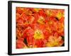 Bright Orange Tulips with their Blossoms Open.-Julianne Eggers-Framed Photographic Print