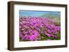 Bright Pink Azalea-VSARTS-Framed Photographic Print