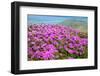 Bright Pink Azalea-VSARTS-Framed Photographic Print