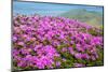 Bright Pink Azalea-VSARTS-Mounted Photographic Print