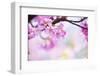 Bright Pink Cherry Blossoms in Soft Pastel Pink, Blue and Yellow Background.-landio-Framed Photographic Print