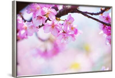 'Bright Pink Cherry Blossoms in Soft Pastel Pink, Blue and Yellow ...