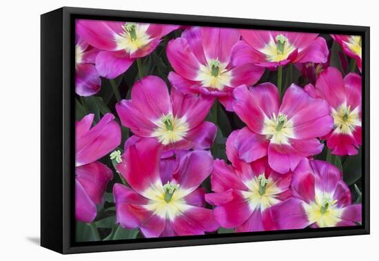 Bright Pink Tulips with There Blooms Open Display Gardens Kuekenhof, Netherlands-Darrell Gulin-Framed Stretched Canvas