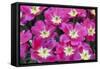 Bright Pink Tulips with There Blooms Open Display Gardens Kuekenhof, Netherlands-Darrell Gulin-Framed Stretched Canvas