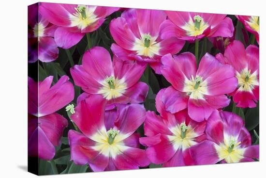 Bright Pink Tulips with There Blooms Open Display Gardens Kuekenhof, Netherlands-Darrell Gulin-Stretched Canvas