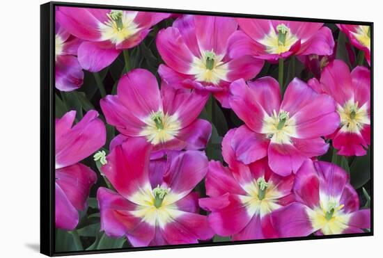 Bright Pink Tulips with There Blooms Open Display Gardens Kuekenhof, Netherlands-Darrell Gulin-Framed Stretched Canvas