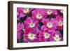 Bright Pink Tulips with There Blooms Open Display Gardens Kuekenhof, Netherlands-Darrell Gulin-Framed Photographic Print