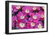 Bright Pink Tulips with There Blooms Open Display Gardens Kuekenhof, Netherlands-Darrell Gulin-Framed Photographic Print