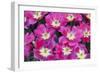 Bright Pink Tulips with There Blooms Open Display Gardens Kuekenhof, Netherlands-Darrell Gulin-Framed Photographic Print