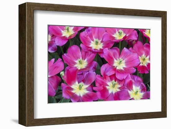 Bright Pink Tulips with There Blooms Open Display Gardens Kuekenhof, Netherlands-Darrell Gulin-Framed Photographic Print