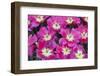 Bright Pink Tulips with There Blooms Open Display Gardens Kuekenhof, Netherlands-Darrell Gulin-Framed Photographic Print