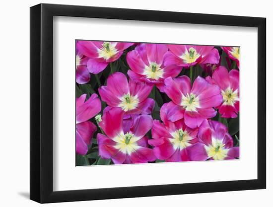 Bright Pink Tulips with There Blooms Open Display Gardens Kuekenhof, Netherlands-Darrell Gulin-Framed Photographic Print