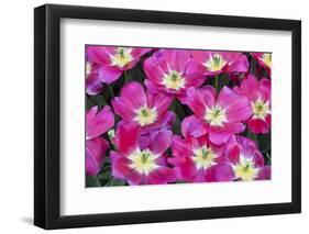 Bright Pink Tulips with There Blooms Open Display Gardens Kuekenhof, Netherlands-Darrell Gulin-Framed Photographic Print