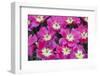 Bright Pink Tulips with There Blooms Open Display Gardens Kuekenhof, Netherlands-Darrell Gulin-Framed Photographic Print