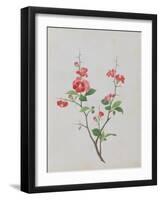 Bright Red Flowers, Thorns and Small Leaves-null-Framed Giclee Print