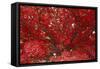 Bright Red Leaves on Tree-Michael Freeman-Framed Stretched Canvas