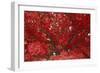 Bright Red Leaves on Tree-Michael Freeman-Framed Photographic Print