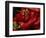 Bright Red Peppers at Farmers Market, Portland, Maine-Nance Trueworthy-Framed Photographic Print