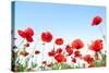 Bright Red Poppies in Sunny Day-Ale-ks-Stretched Canvas